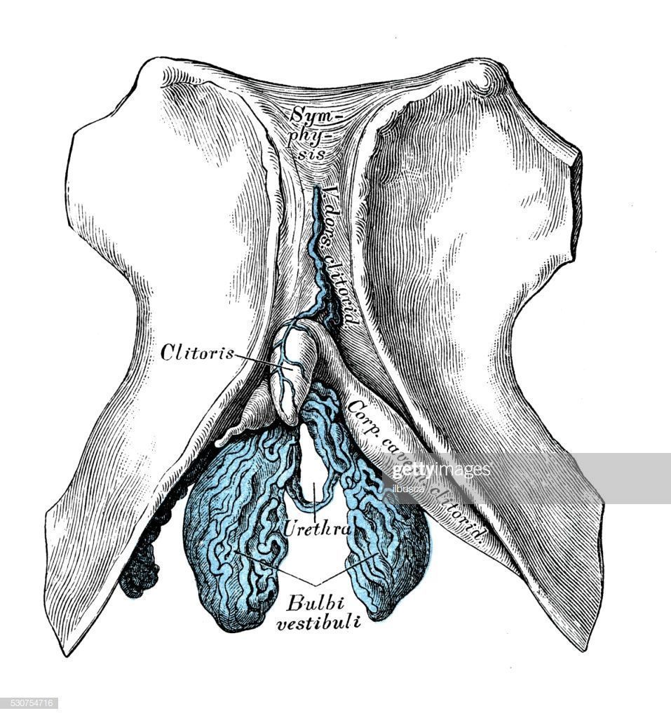 Anatomy of human clitoris
