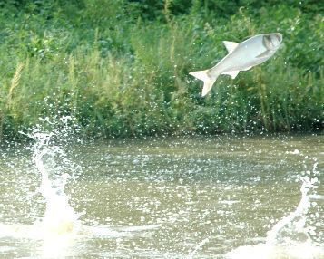 Snappie reccomend Asian carp eating