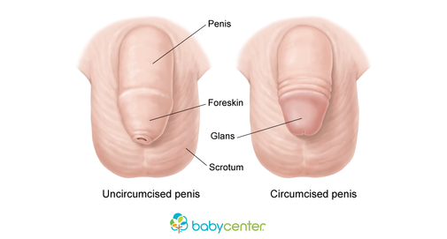 Zinger reccomend Close up uncircumcised blowjob