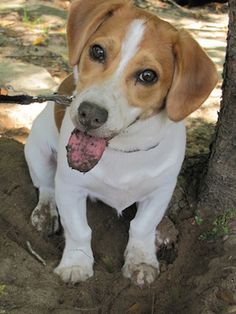 Bee lick beagles