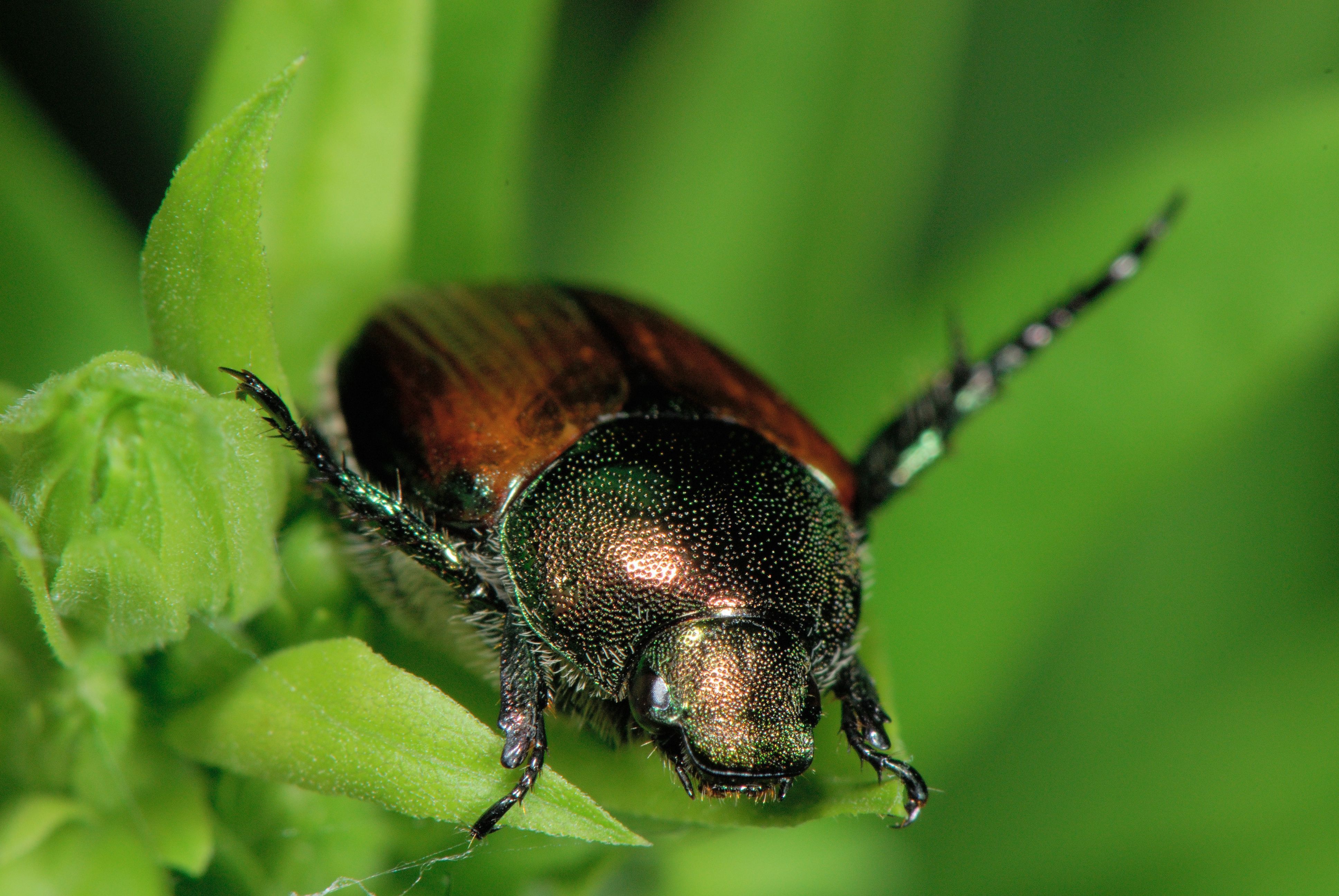 best of Garden beetle Asian