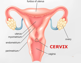 Dick In Cervix Porn