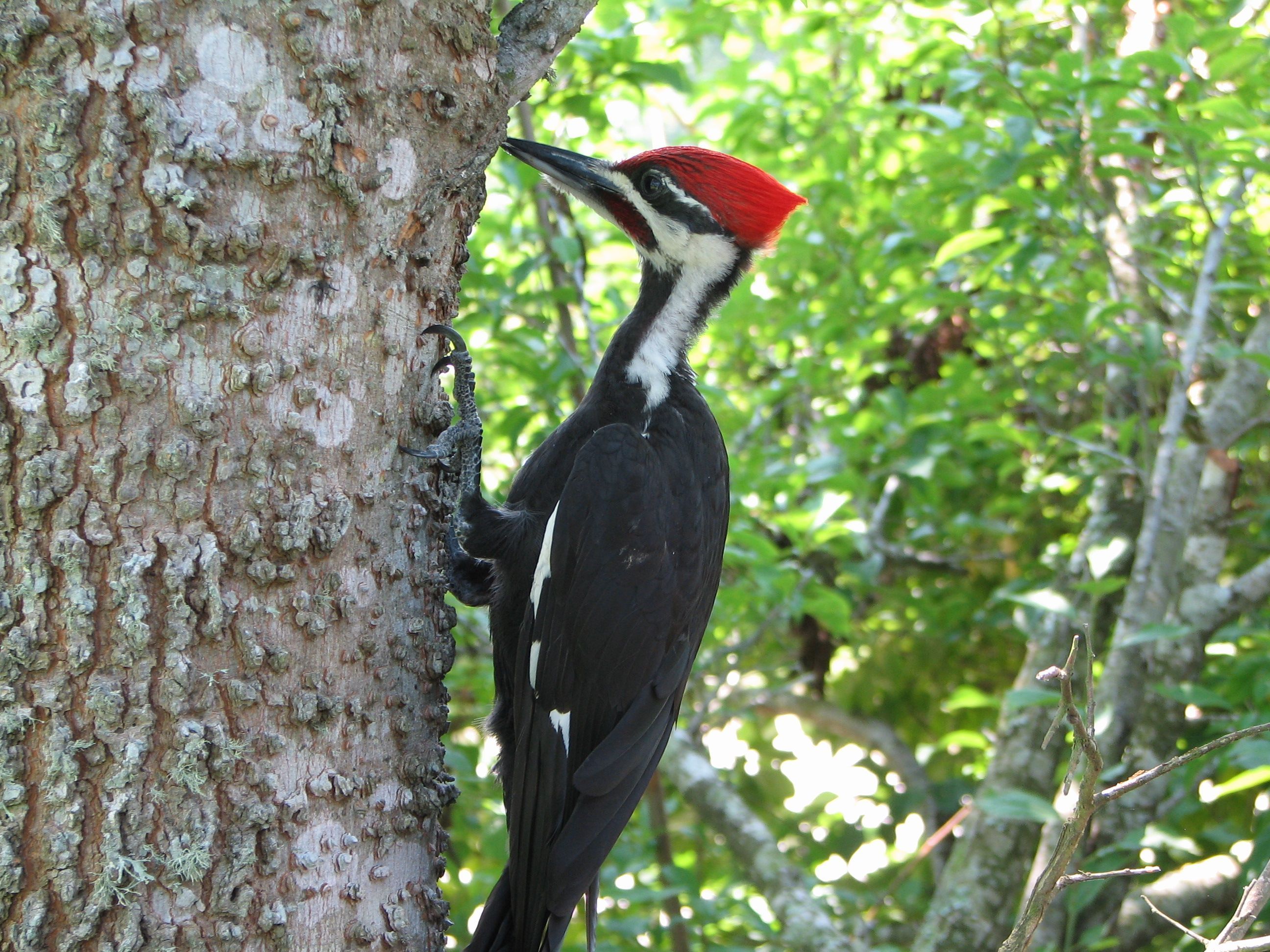 Mudskipper reccomend Picture of a redhead woodpecker