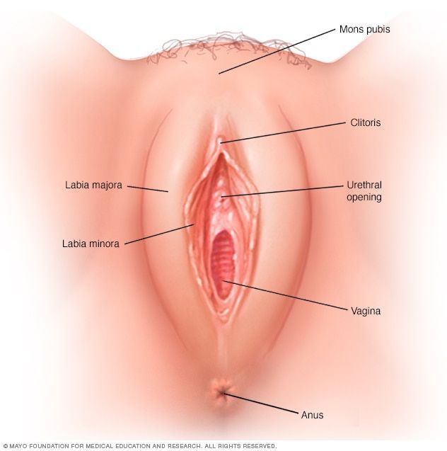 best of And perineum Vulva