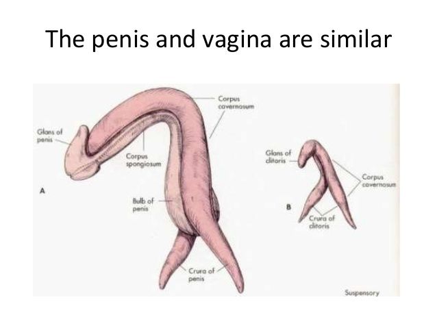 A penis and a vagina