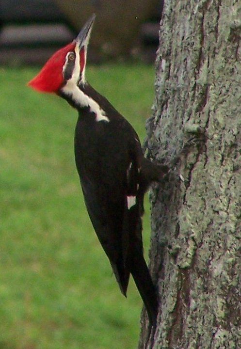 Picture of a redhead woodpecker