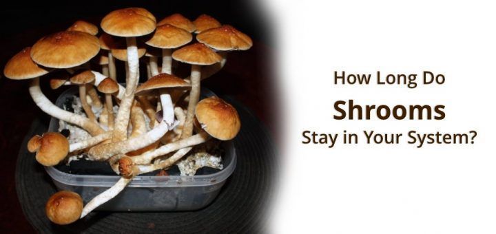 Do shrooms show up in piss test