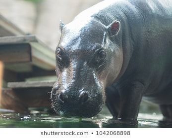 best of Eating being hippo midget of Video by