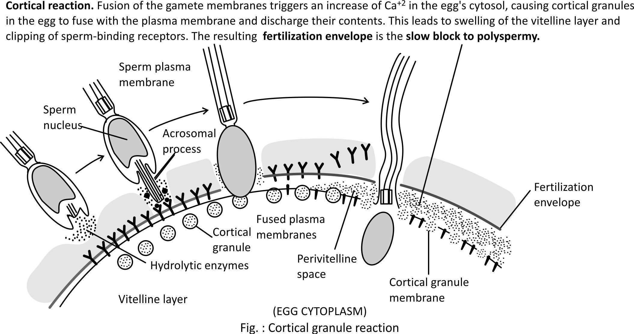 Enzyme sperm penetrate photo