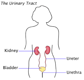 Urine remains in bladder after peeing