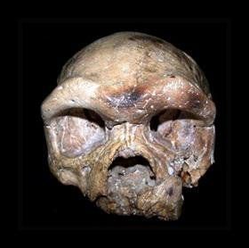 Hog reccomend Facial appearences of ngandong skulls