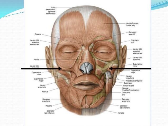 Facial muscle attachments