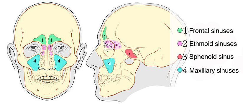 Facial sinus function