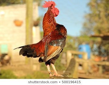 Fence post sized cock