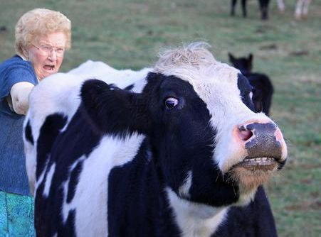 Grandmas fucked by cows