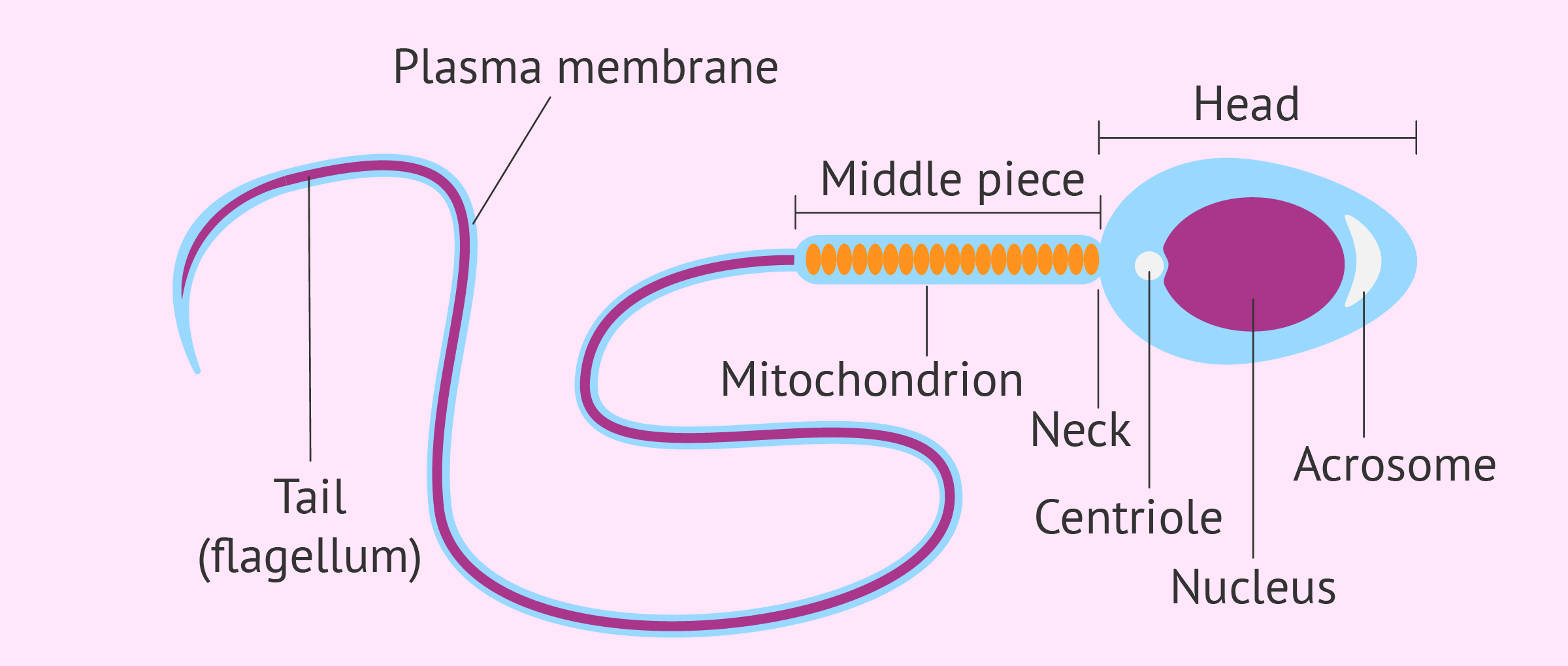 Mammal sperm cell fact sheet