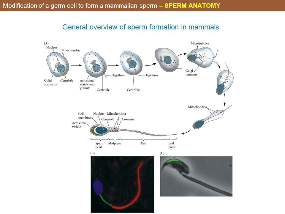 best of Sperm sheet Mammal cell fact