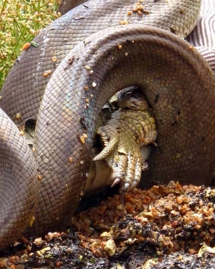 Snake upskirt python
