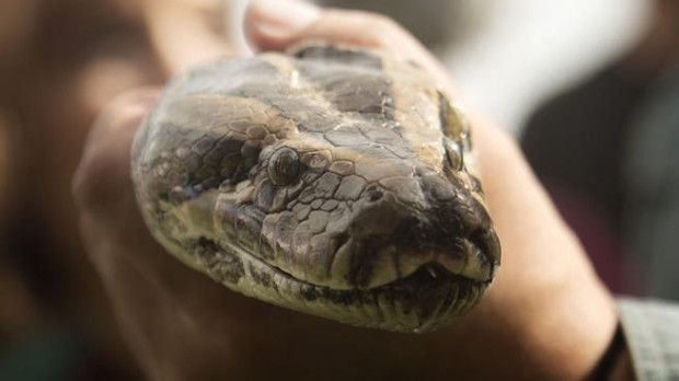 Snake upskirt python