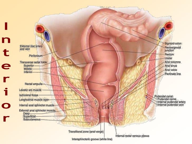 Poison I. reccomend The anatomy of the anus