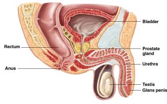 Anatomy Anal Porn - The anatomy of the anus . Hot Nude Photos. Comments: 2