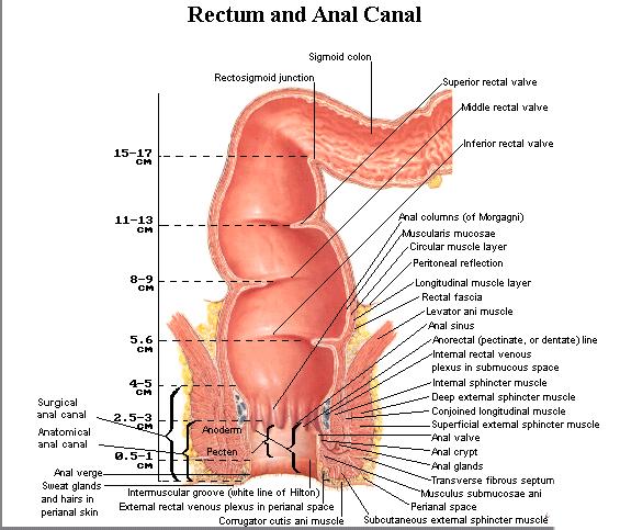Blue E. reccomend The anatomy of the anus