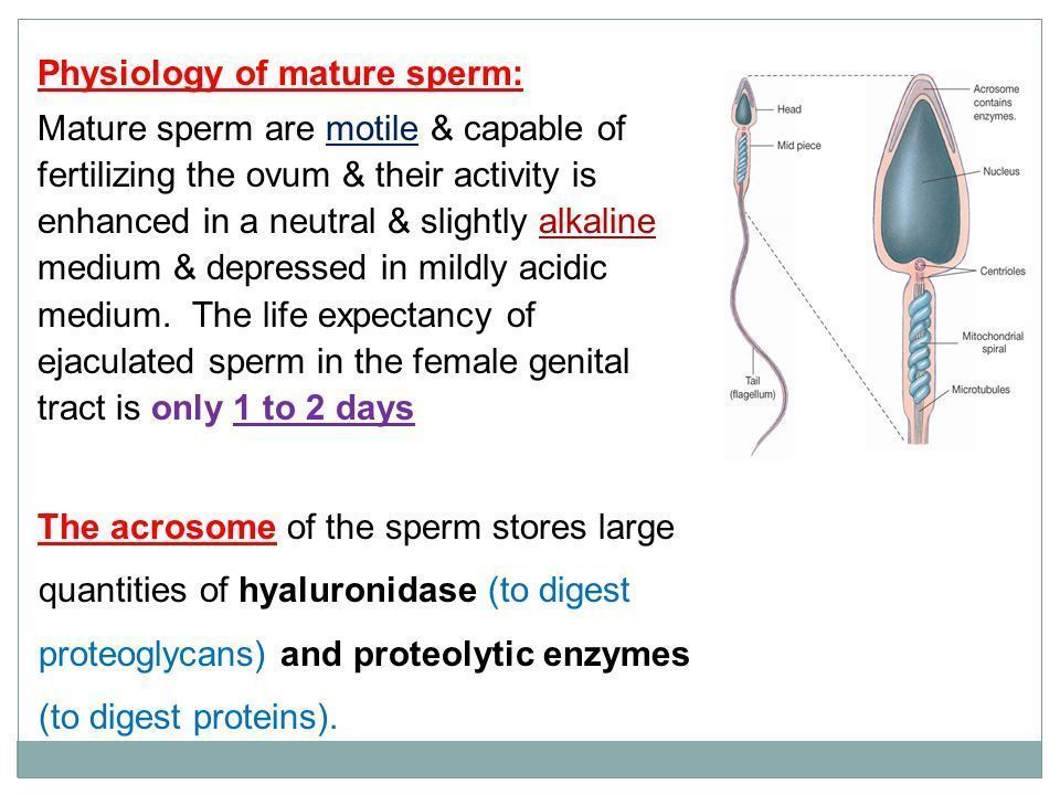 The life of a sperm