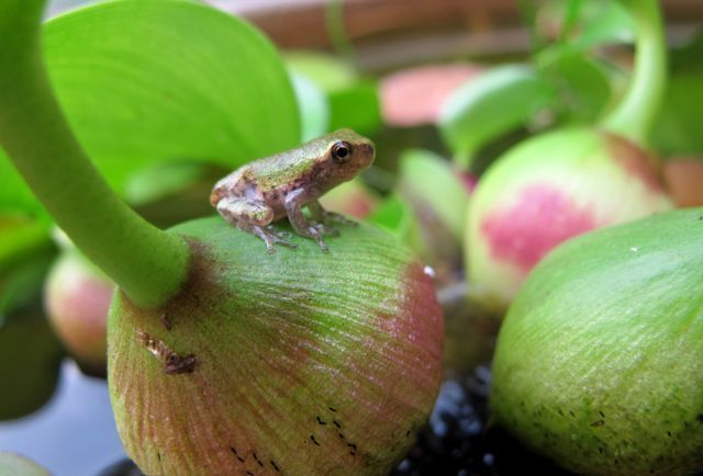 best of Resort Tree frog nudist