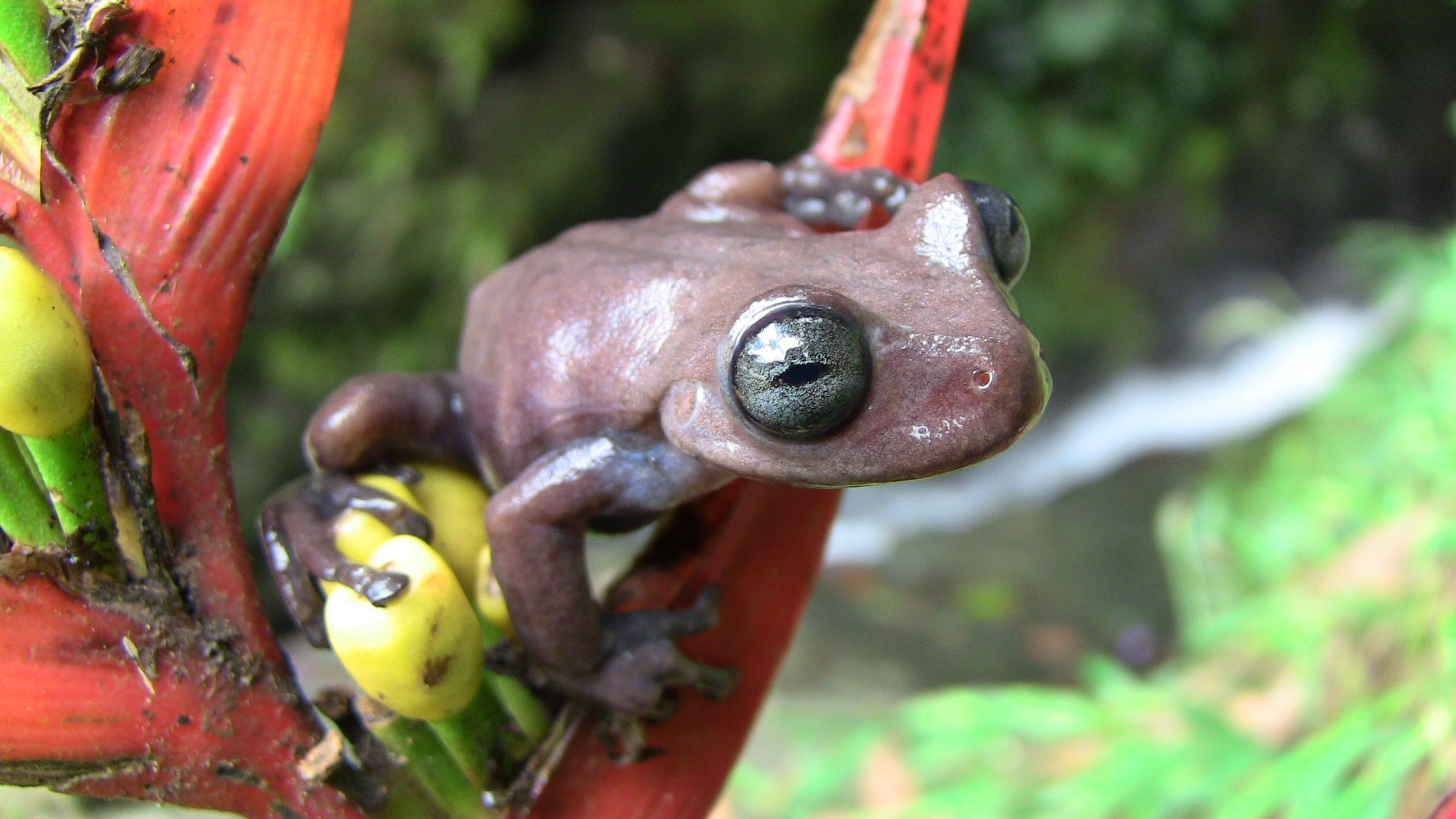 best of Resort Tree frog nudist