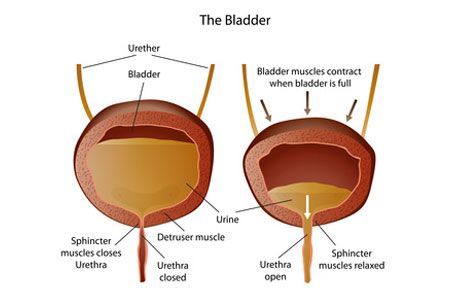 Boss reccomend Urine remains in bladder after peeing