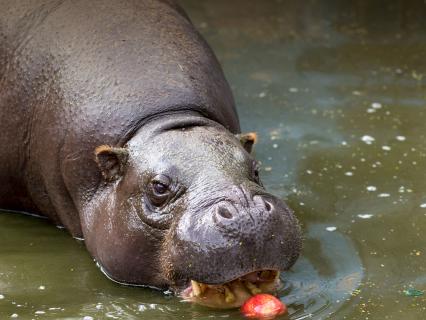 best of Eating being hippo midget of Video by