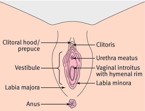 Dead R. reccomend Where is the clitoris located